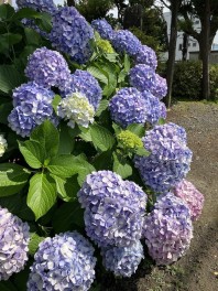 本当なら、こういう季節。